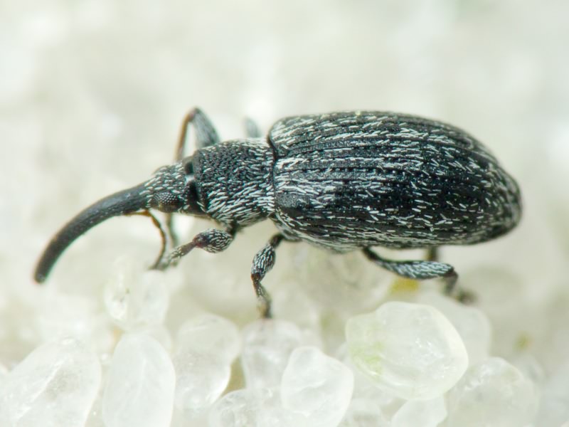 Squamapion elongatum (Germar, 1817)